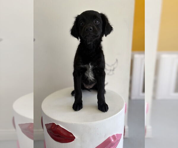 Medium Photo #4 Colonial Cocker Spaniel-Labrador Retriever Mix Puppy For Sale in Studio City, CA, USA