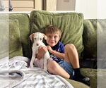 Small #2 Parson Russell Terrier