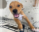 Small Catahoula Leopard Dog-Labrador Retriever Mix