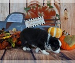 Small Photo #1 Miniature Australian Shepherd Puppy For Sale in EVANS, CO, USA