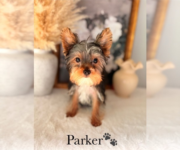 Medium Photo #13 Yorkshire Terrier Puppy For Sale in MURFREESBORO, TN, USA