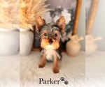 Small #12 Yorkshire Terrier