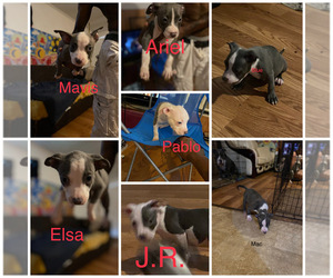 American Bully Puppy for sale in SOMERVILLE, TX, USA
