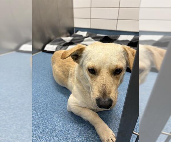 Medium Photo #1 Cardigan Welsh Corgi Puppy For Sale in Pearland, TX, USA