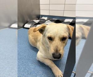 Cardigan Welsh Corgi Dog for Adoption in Pearland, Texas USA