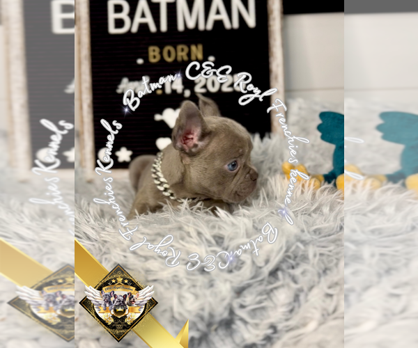 Medium Photo #2 French Bulldog Puppy For Sale in ATHENS, GA, USA
