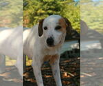 Small Greyhound-Labrador Retriever Mix
