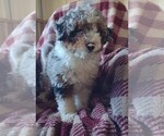 Small Photo #1 Aussiedoodle Miniature  Puppy For Sale in PARKER, PA, USA