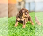 Small #3 English Bulldog