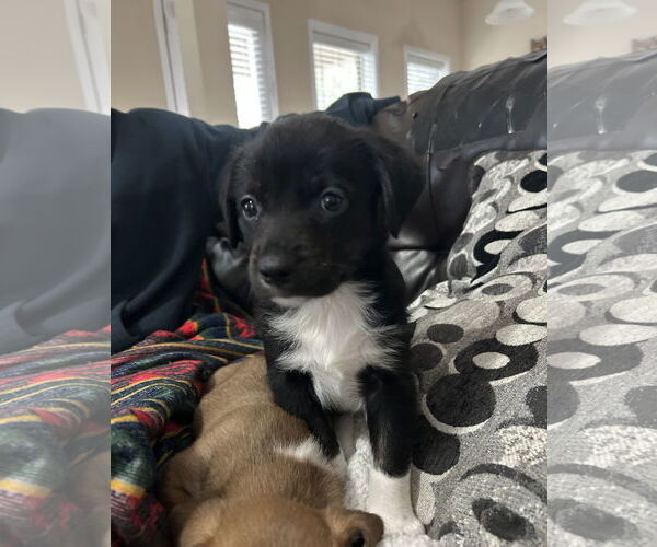 Medium Photo #2 Toy Rat Doxie Puppy For Sale in Holly Springs, NC, USA