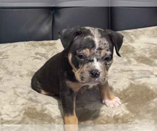 Medium Photo #3 American Bully Puppy For Sale in BOLIVAR, MO, USA
