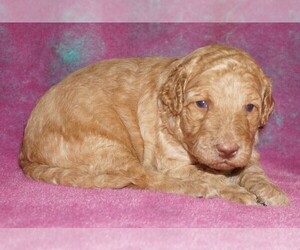 Labradoodle Puppy for sale in LA HABRA, CA, USA