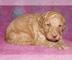 Image preview for Ad Listing. Nickname: apricot boy