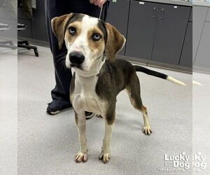 Labrador Retriever-Unknown Mix Dogs for adoption in Washington, DC, USA