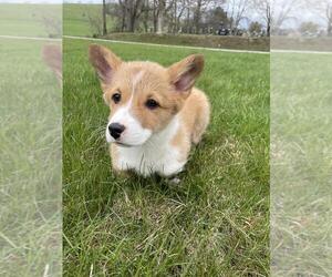 Pembroke Welsh Corgi Puppy for sale in COSHOCTON, OH, USA