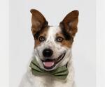 Small #4 Australian Cattle Dog