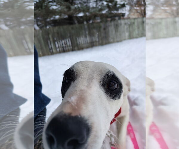 Medium Photo #5 Border Collie-Unknown Mix Puppy For Sale in Cottage Grove, MN, USA