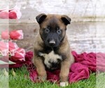 Small #6 Belgian Malinois