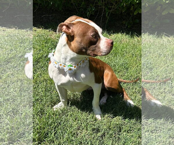 Medium Photo #8 American Boston Bull Terrier Puppy For Sale in Redlands, CA, USA