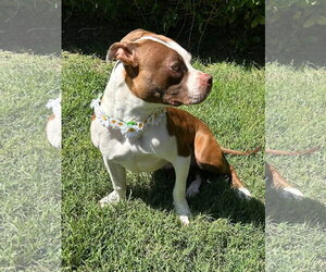 Daisy - Male American Boston Bull Terrier Dog for Adoption - Photo #8