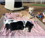 Small #4 Chihuahua Mix