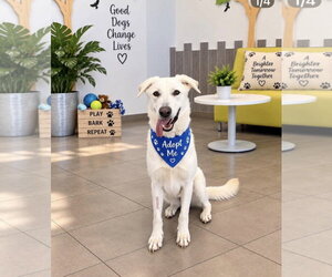 Great Pyrenees-white german shepherd Mix Dogs for adoption in Euless, TX, USA