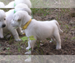 Puppy Luna Anatolian Shepherd-Labrador Retriever Mix