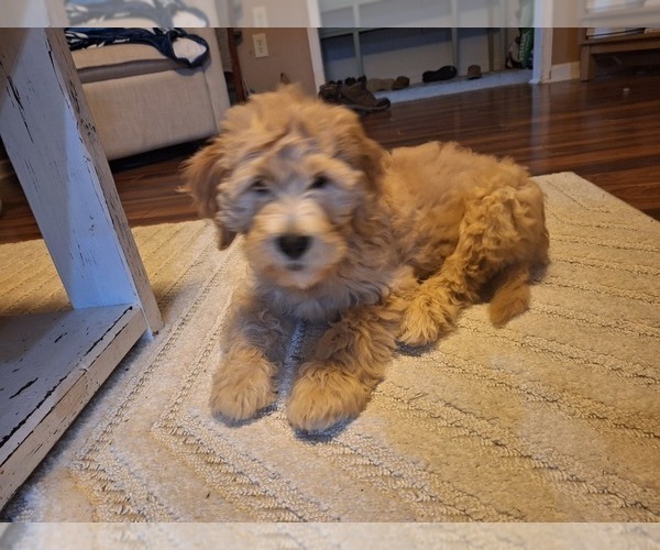 Medium Photo #1 Goldendoodle Puppy For Sale in LOUISA, VA, USA