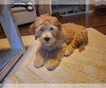 Puppy Remi Goldendoodle