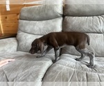 Puppy Female 1 German Shorthaired Pointer