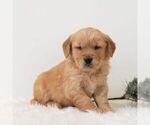 Small #5 Golden Retriever