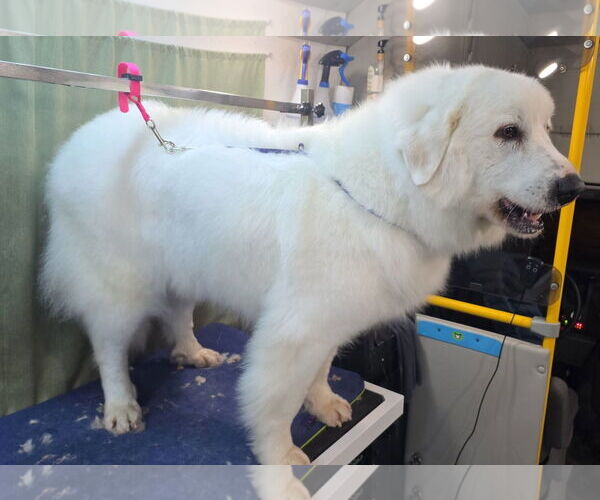 Medium Photo #2 Great Pyrenees Puppy For Sale in Martinsburg, WV, USA