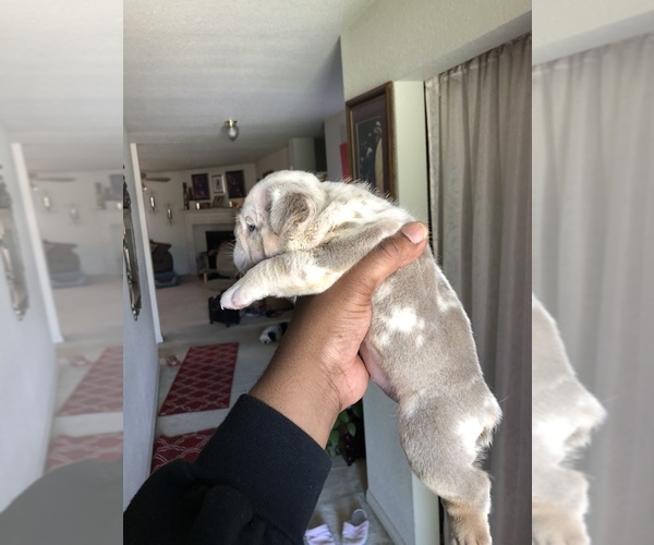 Medium Photo #4 English Bulldog Puppy For Sale in KILLEEN, TX, USA