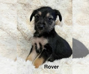 Rover - Male Chihuahua-Unknown Mix Dog for Adoption - Photo #6