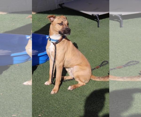 Medium Photo #4 Boxer-Unknown Mix Puppy For Sale in McKinney, TX, USA