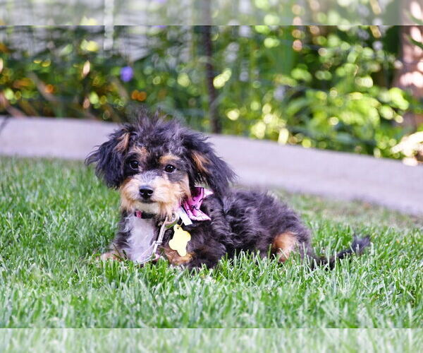 Medium Photo #4 Poodle (Toy) Puppy For Sale in Sandy, UT, USA