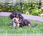 Small #3 Poodle (Toy)