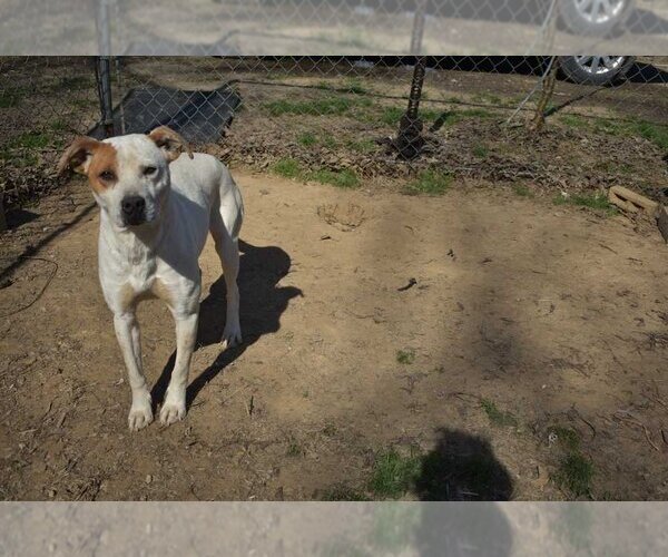 Medium Photo #8 American Bulldog-Unknown Mix Puppy For Sale in Conway, AR, USA