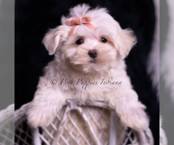 Medium Photo #4 Maltese Puppy For Sale in WARSAW, IN, USA