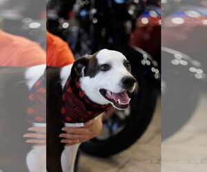 Borador Dogs for adoption in The Woodlands, TX, USA