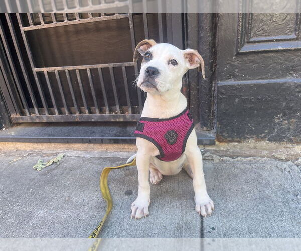 Medium Photo #4 Mutt Puppy For Sale in New York, NY, USA