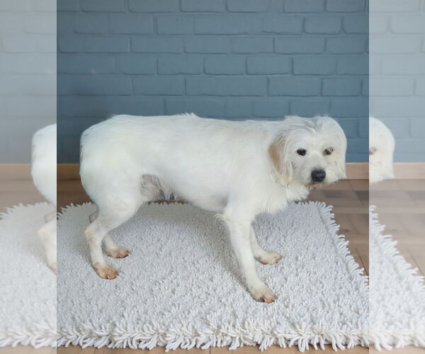 Medium Photo #1 Maltese-Unknown Mix Puppy For Sale in Pasadena, CA, USA