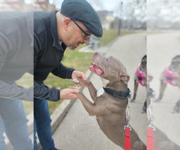 Medium Photo #4 American Pit Bull Terrier-Unknown Mix Puppy For Sale in Caldwell, NJ, USA