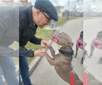 Small #3 American Pit Bull Terrier Mix