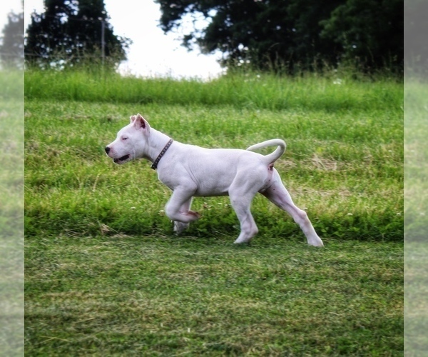 Medium Photo #1 Dogo Argentino Puppy For Sale in TURBOTVILLE, PA, USA