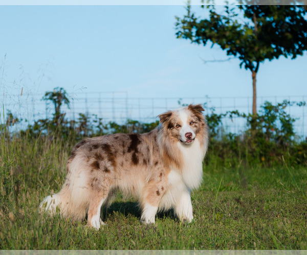 Medium Photo #1 Border Collie Puppy For Sale in CONWAY, MO, USA
