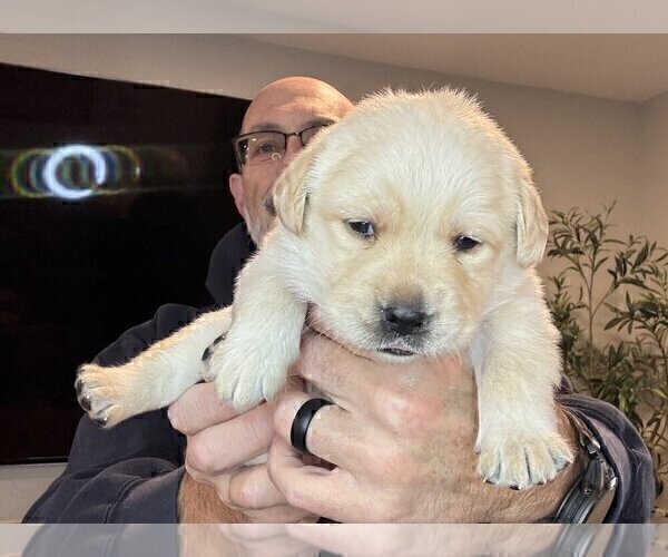 Medium Photo #97 Labrador Retriever Puppy For Sale in HIGH POINT, NC, USA
