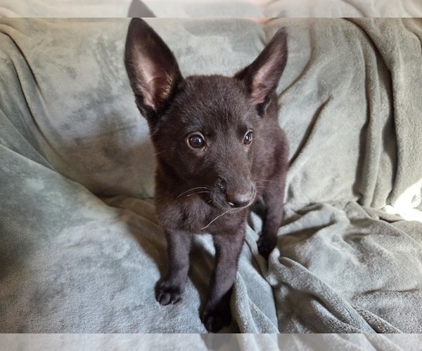 Medium Photo #5 Australian Shepherd-German Shepherd Dog Mix Puppy For Sale in HILLSDALE, MI, USA