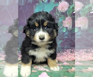 Australian Shepherd Puppy for sale in INDIANAPOLIS, IN, USA