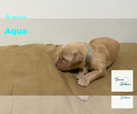 Small Photo #2 Golden Retriever Puppy For Sale in LITHIA, FL, USA